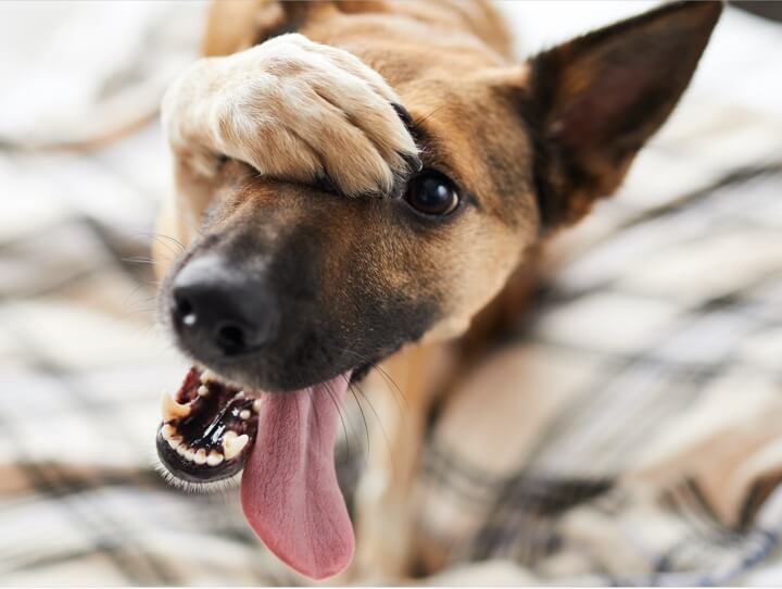 image of dog covering eye with paw