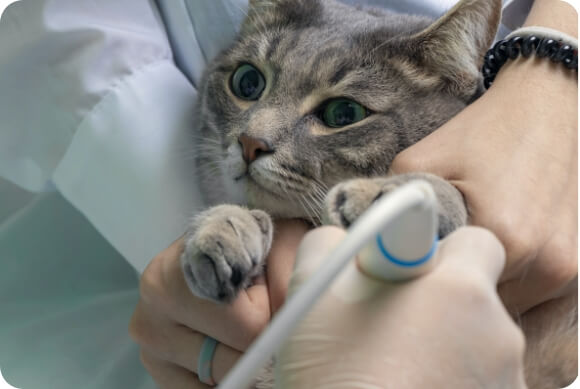 A cat getting an ultrasound
