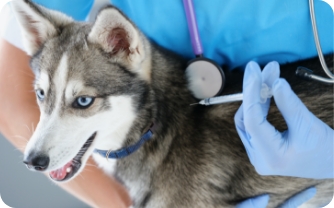 A husky gets an injection from a vet